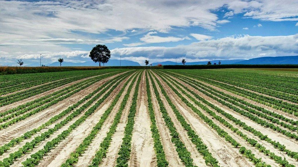 Champ de salades en lignes, un chêne isolé et le Jura à l'horizon